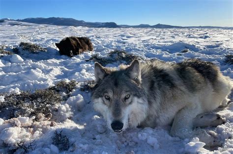 Opinion: 40 cattle in Meeker killed by wolves? They probably died from disease.